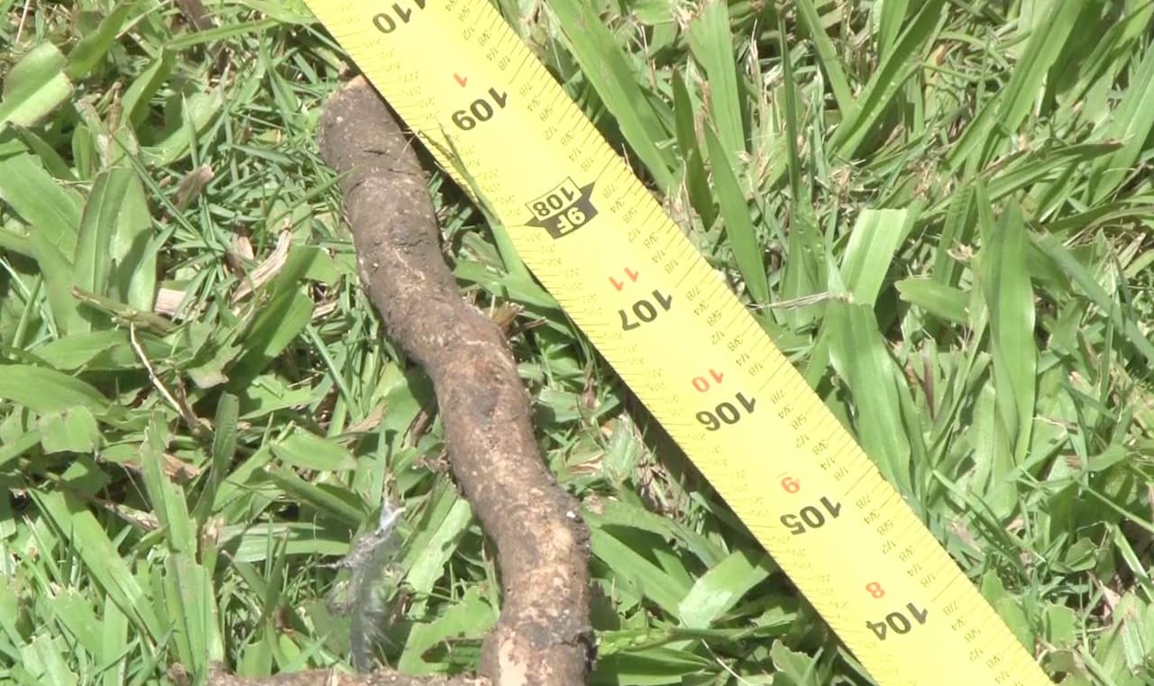 Un agricultor del barrio Cuchillas en Moca cosechó una yuca de 9 pies y dos pulgadas de alto. El fruto pesó 35 libras. La yuca es natural, no tiene químicos y fue sembrada hace un año y medio.