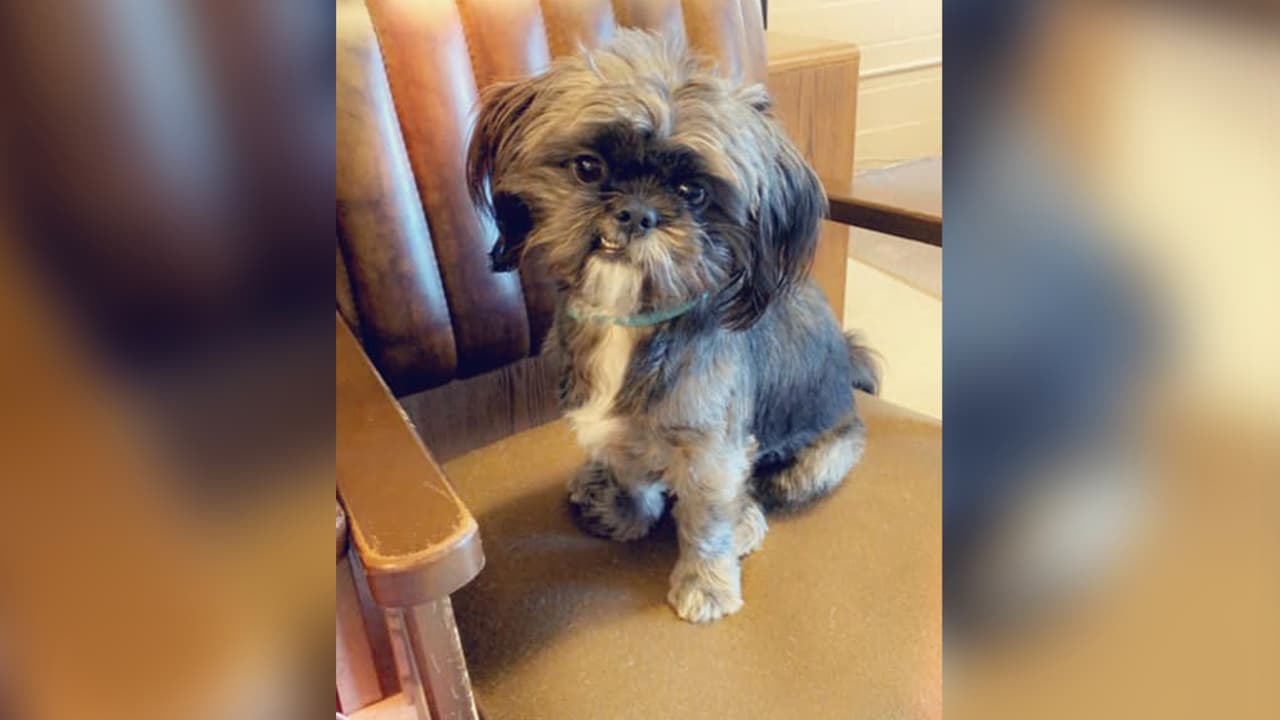 Al parecer, la dueña del perro entró a su casa y dejó al perro por unos minutos fuera y cuando lo buscó, el animal tenía quemaduras en parte de su cara y cuerpo.