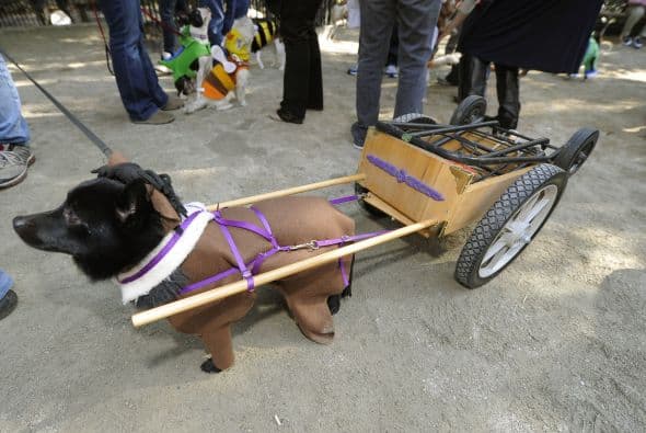 Entre los perrunos modelos hubo de todos tamaños y razas.