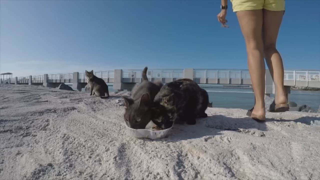 Muñoz agregó que, aunque hay voluntarios con experiencia que se dedican a atrapar a estos gatos, el programa está dirigido a todas las personas. Eso sí, hay ciertas normas a seguir.