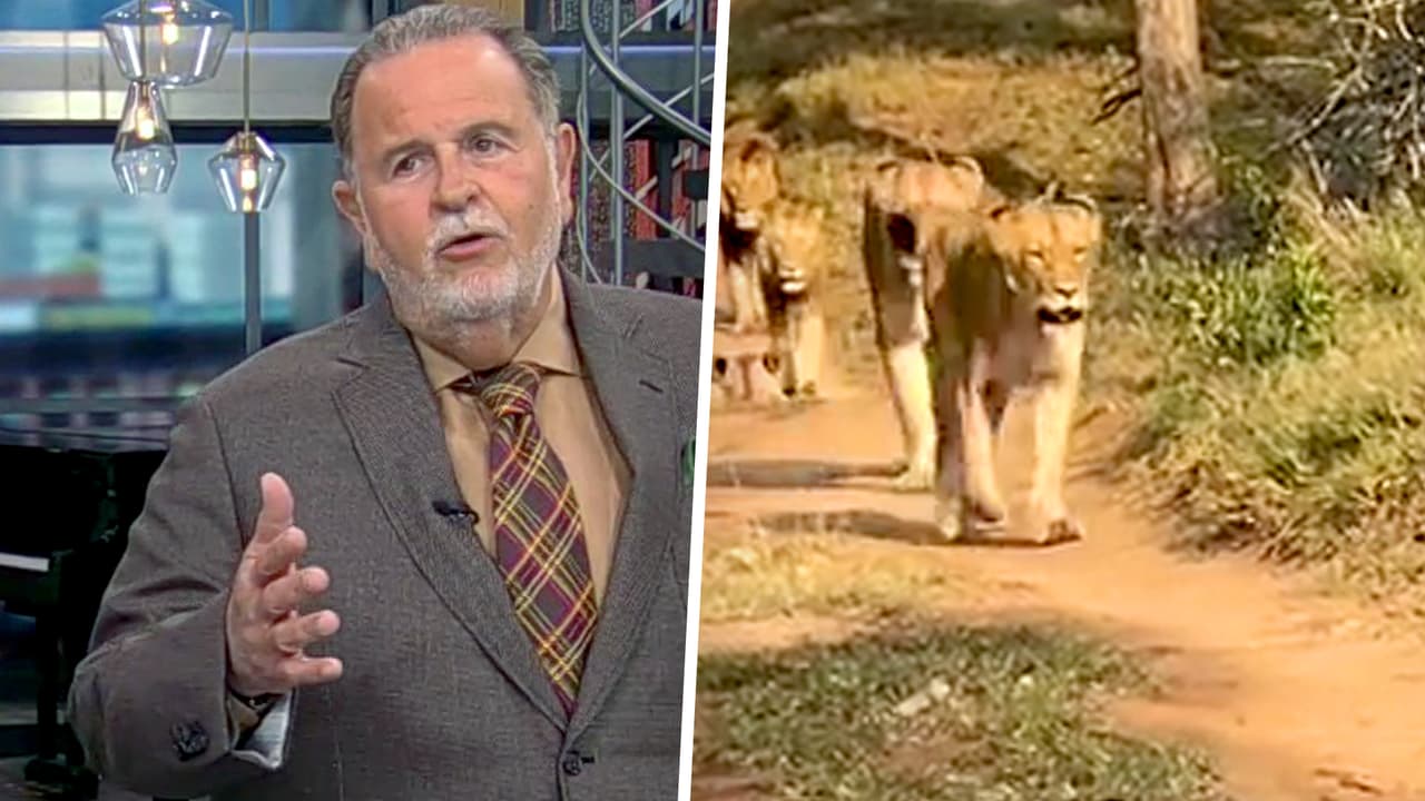 Raúl de Molina regresó de África: allí tuvo a varios leones a menos de un pie de distancia