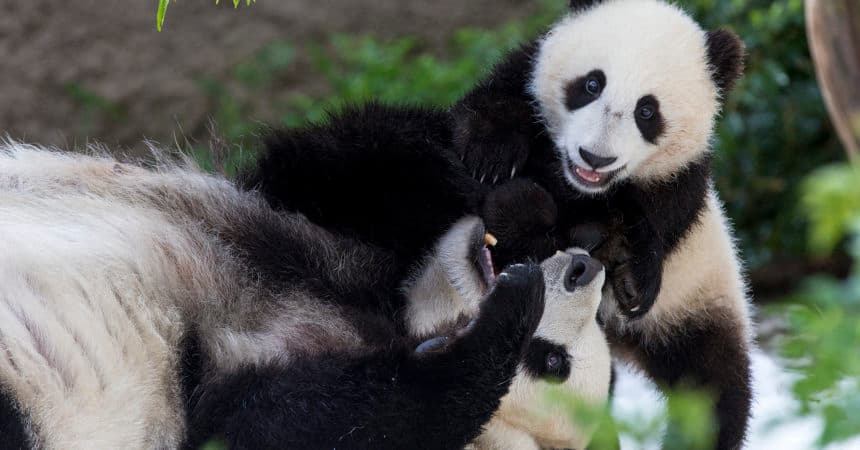 El próximo abril, la panda gigante de 27 años Bai Yun y su hijo Xiao Liwu de 6 años, dejarán el parque al cumplirse el término del acuerdo para la conservación del zoológico con la República Popular China, Por lo que madre e hijo partirán a su patria ancestral.
<br>