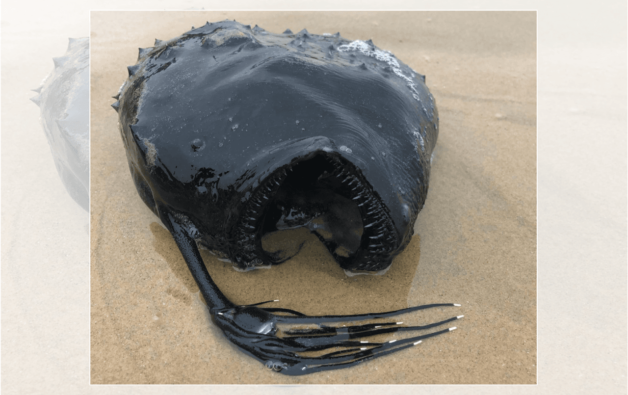 Aparece un extraño pez balón en la costa de California 