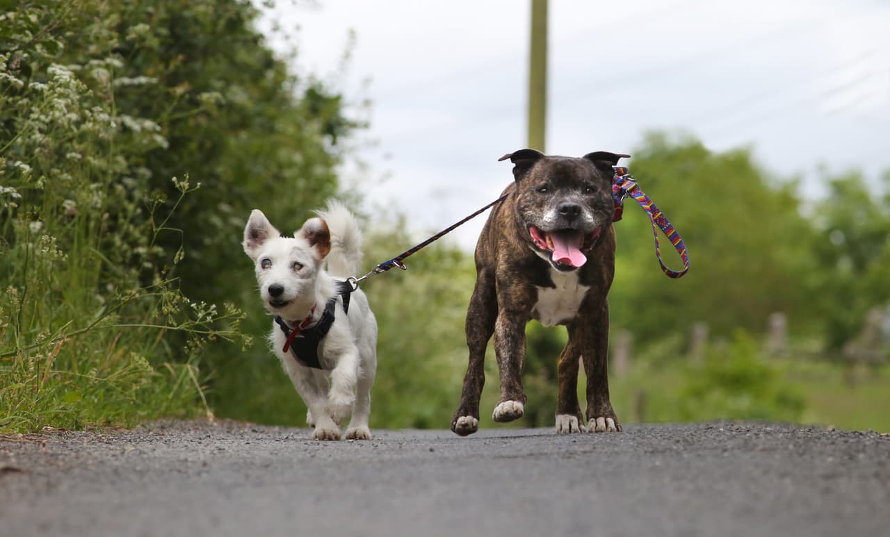 Esperan encontrar alguien que quiera adoptarlos juntos.