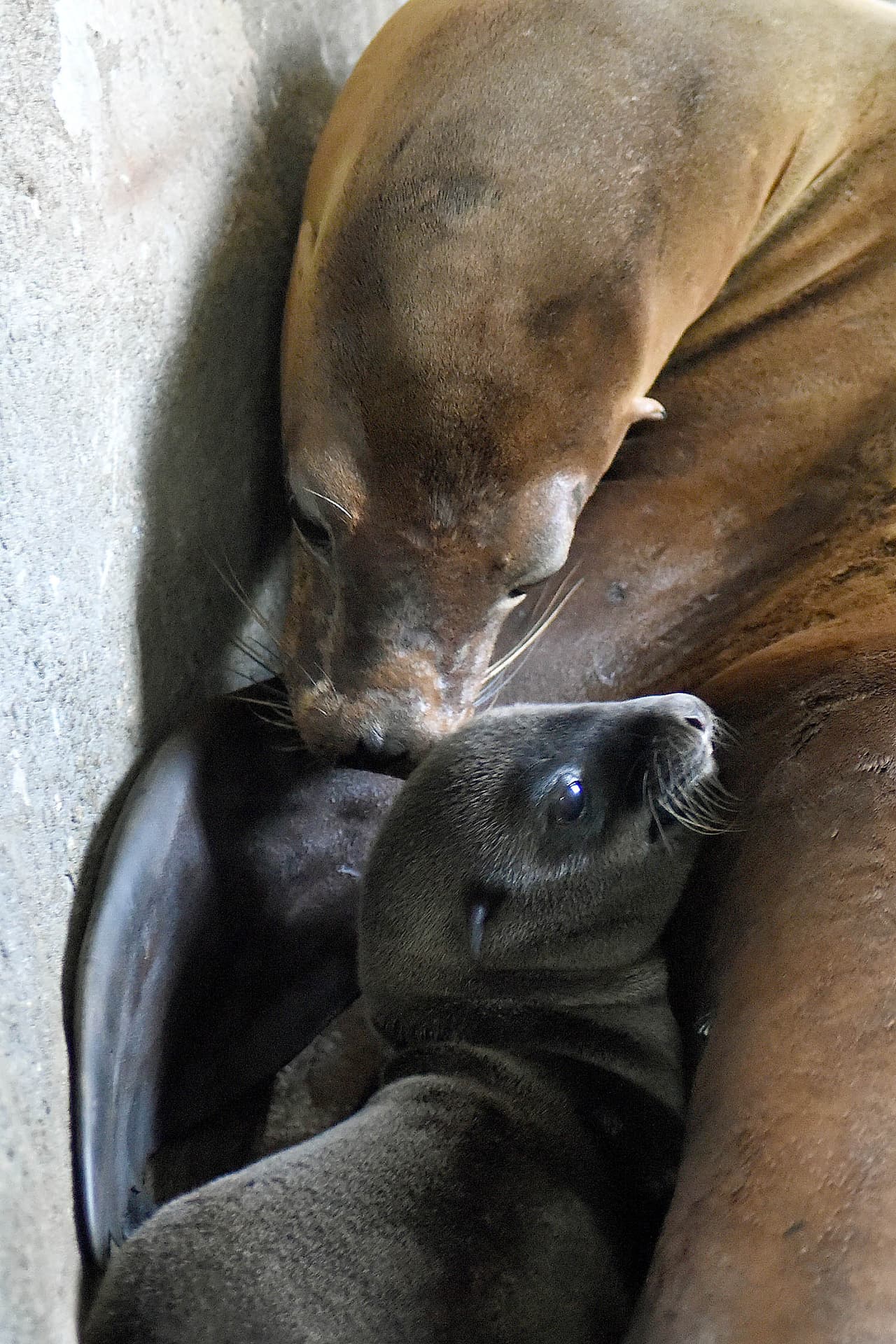 Por lo que es una especie protegida por la Ley de Protección de Mamíferos Marinos promulgada en 1972. Si quieres conocerlos, visita el zoológico Brookfield. En
<b><a href="https://www.czs.org/Brookfield-ZOO/Home">este enlace</a></b> encontrarás información de horarios, boletos y la dirección.