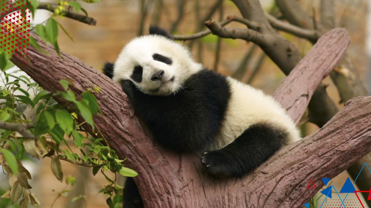 El oso panda sale oficialmente de la lista de animales en peligro de extinción