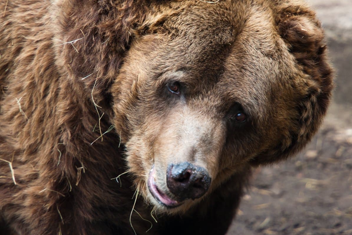 Zoológico llora la muerte de uno de sus osos
