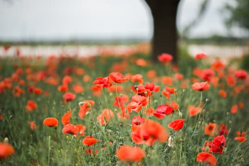 <b>Lady Bird Johnson Wildflower Center:</b>
<br>Fue creado para establecer un Centro Nacional de Flores Silvestres enfocado en flores nativas para ayudar a preservar y restaurar la belleza natural de América del Norte y, en particular, de las carreteras de los Estados Unidos.