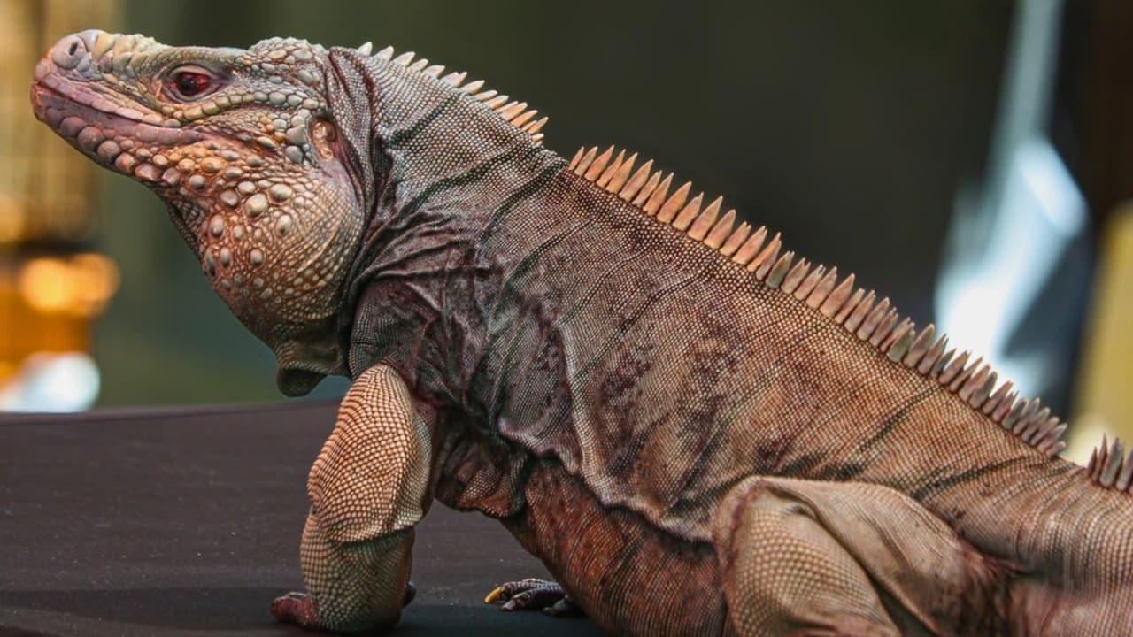 La celebración incluirá
<b>descuentos especiales en las entradas para la exhibición “Destination Dinosaurs”</b>, donde los visitantes podrán maravillarse con
<b>réplicas y fósiles de estos antiguos reptiles</b>. Pero la diversión no se detiene ahí; a lo largo del zoológico, los asistentes disfrutarán de
<b>juegos y actividades temáticas de dinosaurios</b>, así como de la oportunidad de encontrarse con personajes disfrazados que los transportarán al pasado.