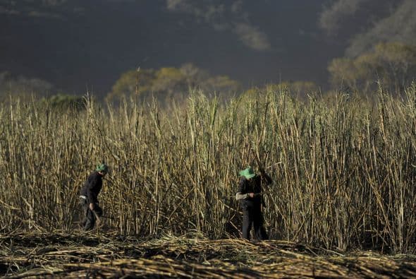 Se cuenta que la caña de azúcar llegó al país desde México, en tiempos de la colonia.