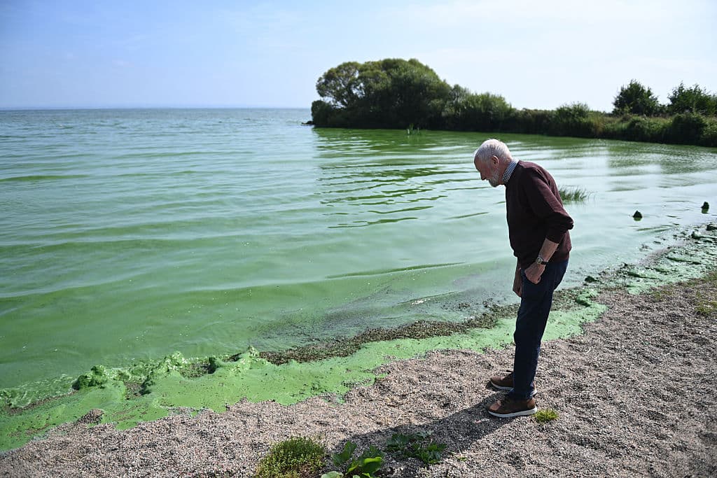 Algas tóxicas en Florida: la amenaza invisible que afecta a personas y animales