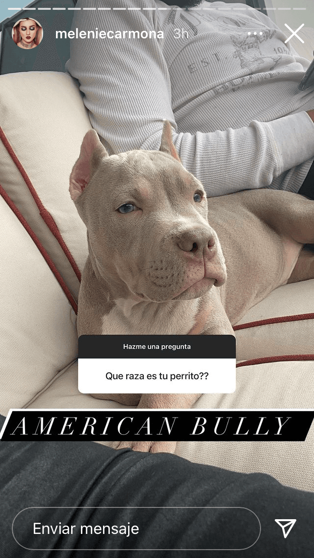 Todo ocurrió después de que uno de sus seguidores quiso conocer la raza de su mascota, a lo que ella respondió que su perro era un American bully.