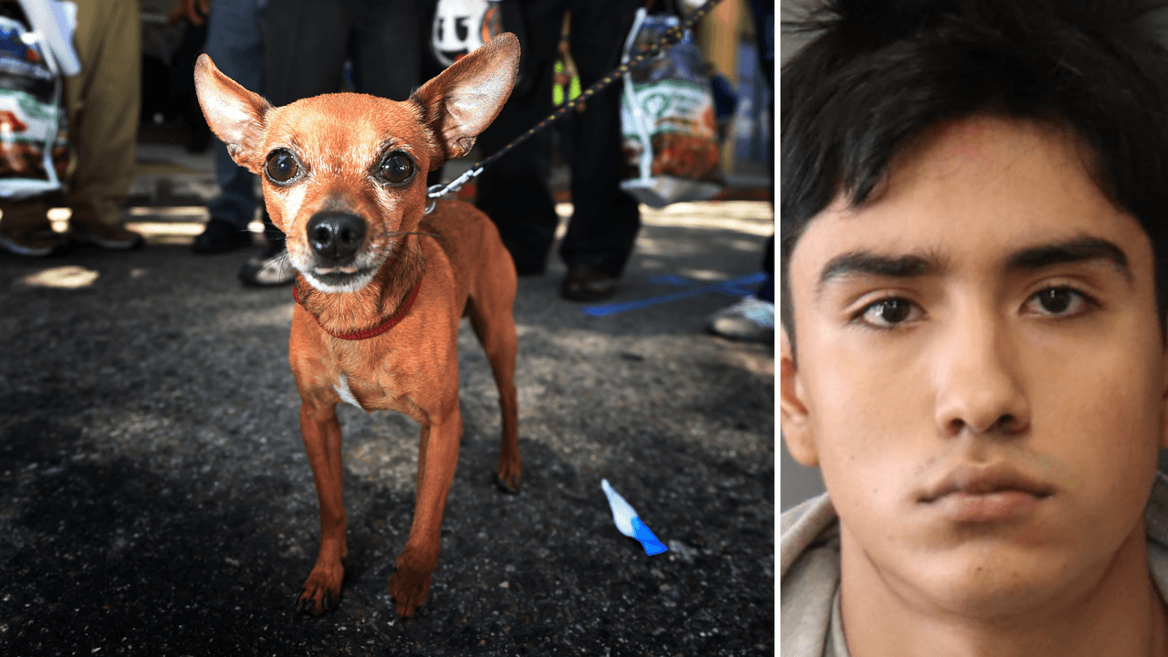 Arrestan a hispano por matar a un perro Chihuahua y publicar el crimen en un video en redes sociales