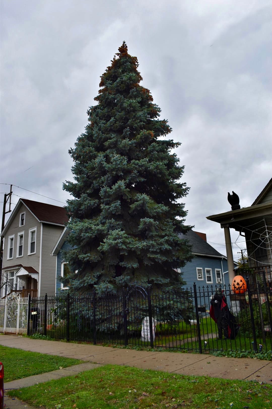 Era el segundo año que la familia Benavides solicitaba que su árbol fuera el elegido para convertirse en el Árbol de Navidad de Chicago.