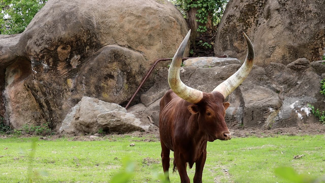Tradicionalmente considerado sagrado, Ankole suministraba leche (y rara vez carne) ya que la riqueza del propietario se contaba en el ganado.