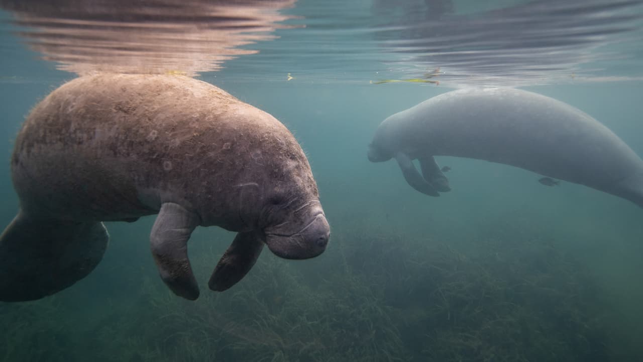 Dan de comer más de 50 toneladas de lechuga a manatíes de Florida 