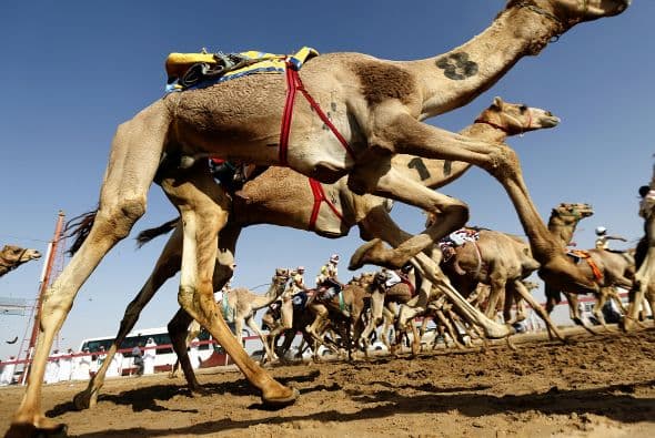 Tal es la pasión de los saudíes por los camellos, que gastan millones de dólares para elegir al más guapo en festivales y concursos.