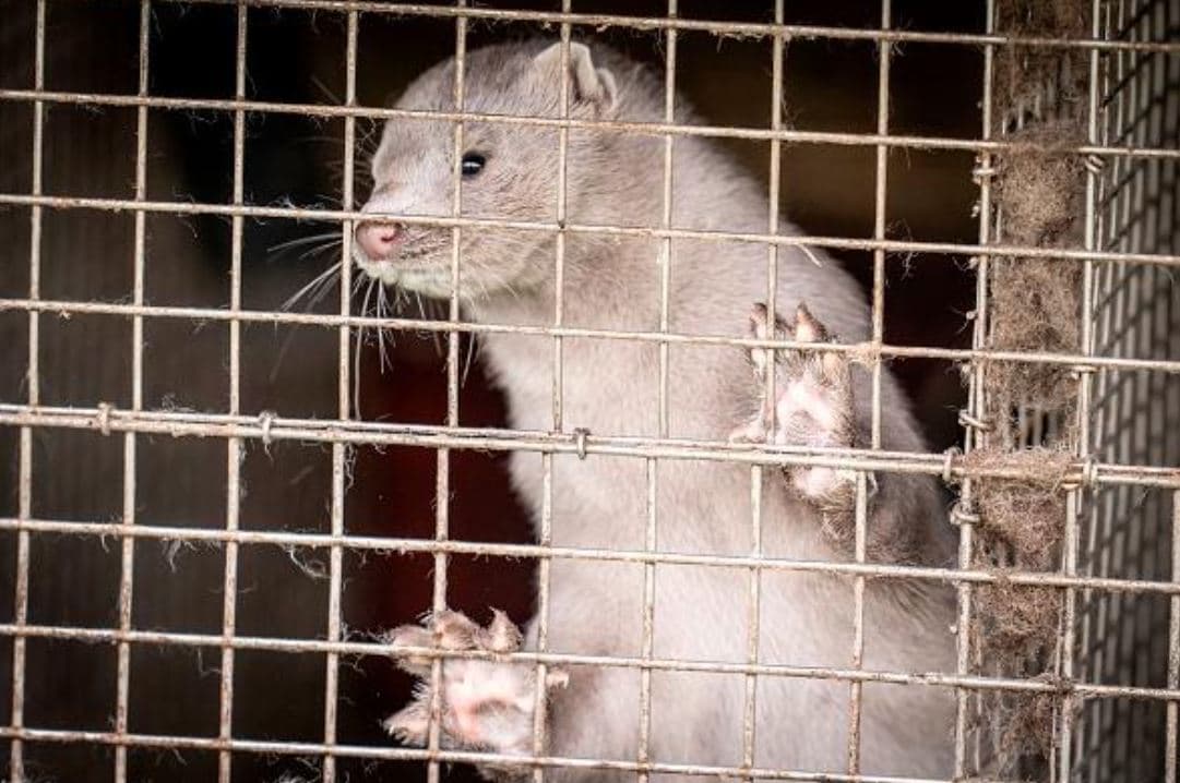 Sacrifican millones de visones por una mutación del coronavirus que puede poner en peligro la vacuna
