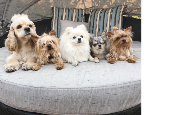 La conductora Montserrat Oliver tiene una gran familia canina, integrada por cinco perritos de diferentes razas, a los que consiente y apapacha como si fueran sus hijos. Se trata de 'Milla', 'Oli', 'Charlie', 'Diva' y 'Bo'. Todos están al cuidado de ella y su pareja Yaya Kosikova.