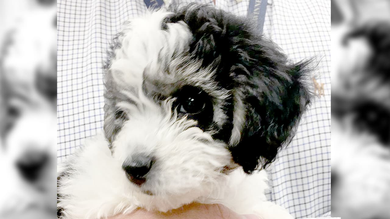 El cachorro fue rescatado de un vehículo. Fue dejado allí por su dueño, que comía en un restaurante de Georgia.