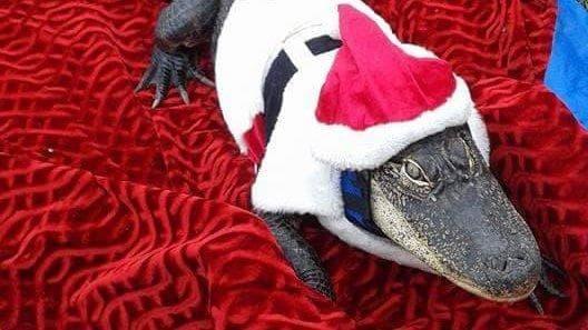 Mujer de Florida gana una batalla legal para tener a un cocodrilo como mascota