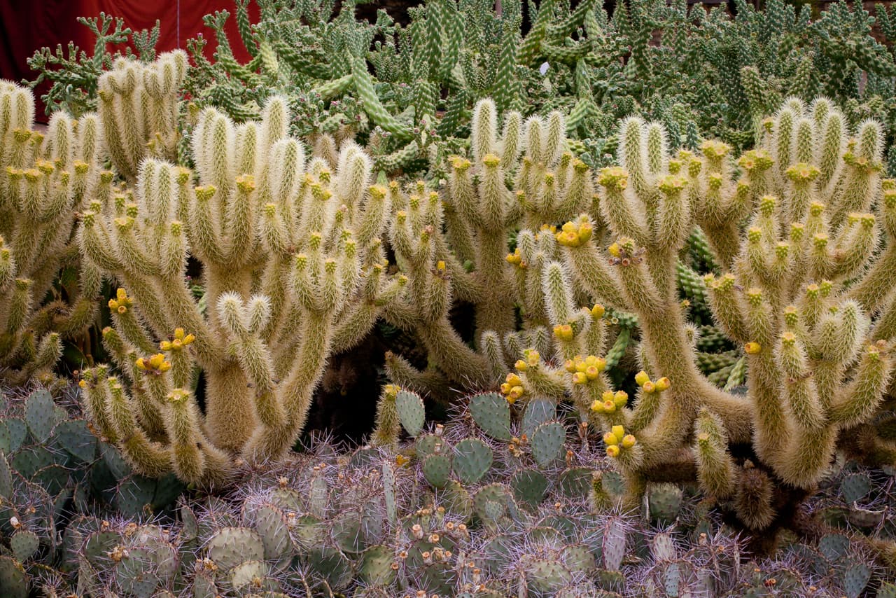 Este cactus tiende a ocurrir en 
<i>enjambres o colonias grandes</i> y tiene preferencia por la 
<i>autopropagación clonal</i>. “En otras palabras, cuando un segmento de la cholla se cae, ese segmento echará raíces y crecerá una nueva planta que es un clon de la primera planta”, explica Kat Rumbley, del 
<a href="https://tucsonbotanical.org/" target="_blank">Tucson Botanical Gardens. </a>
<br>