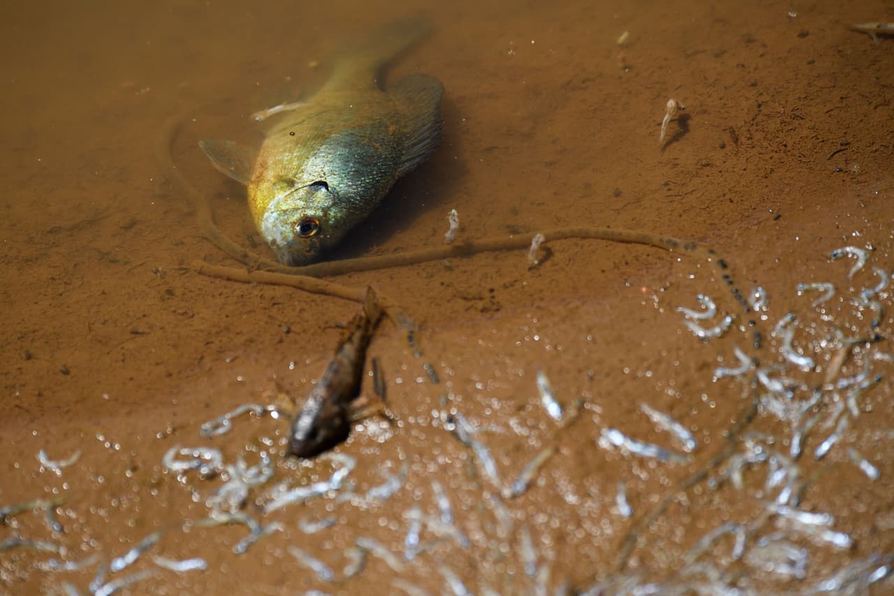 El lago Oroville en el condado de Butte, el segundo embalse más grande de California está a menos de la mitad de su capacidad promedio en esta época del año.
<b> Los niveles bajos del agua están causando que peces mueran.</b>