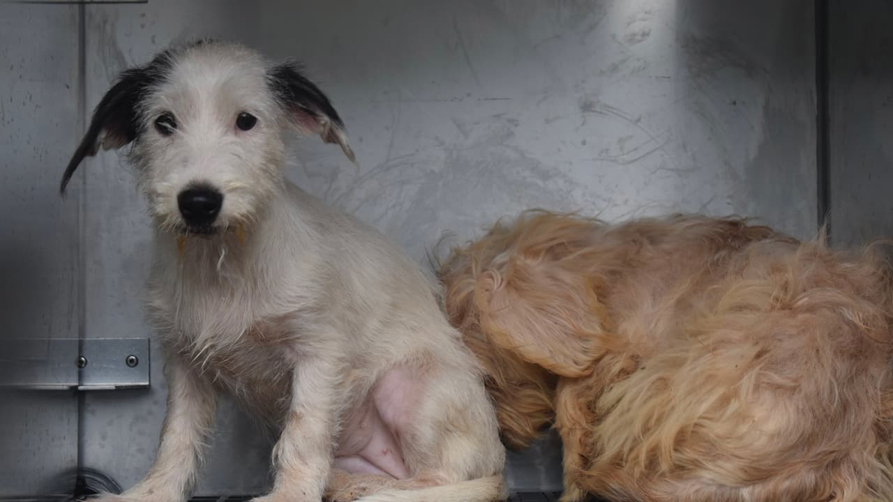 Los rescatistas se encuentran evaluando la salud de cada uno de ellos.