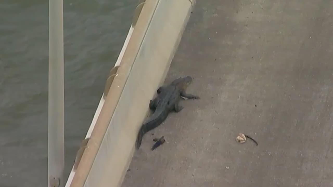 El reptil se encontraba tranquilo descansando a un lado de la carretera.