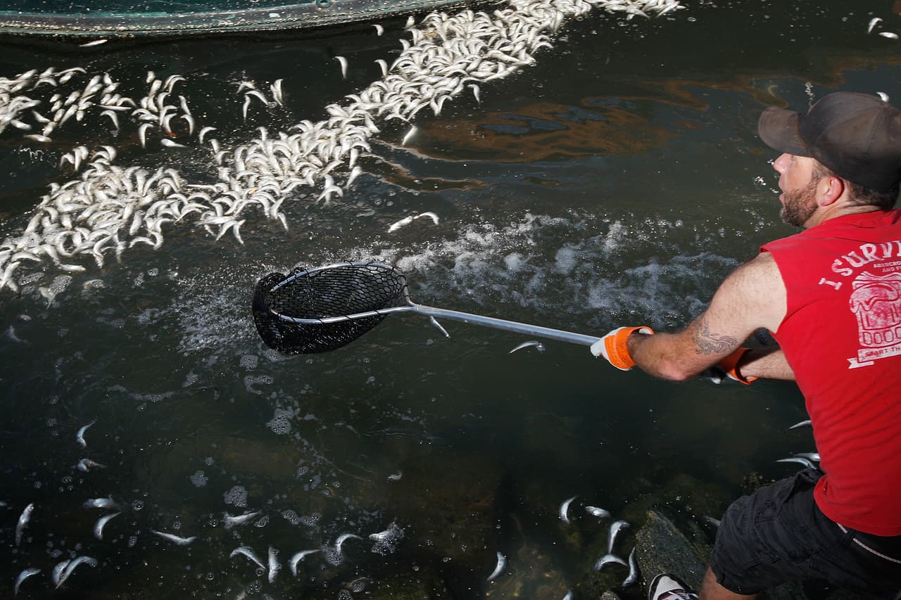 La sobrepesca, así como la creciente marea de plásticos, microplásticos y otros contaminantes, ya afecta severamente a los océanos, que son aproximadamente un 26% más ácidos que en épocas preindustriales, debido a la absorción del exceso de dióxido de carbono en la atmósfera.
