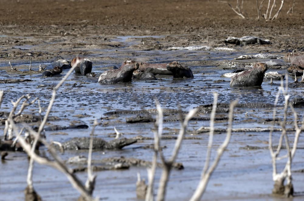 Lo que antes era un río repleto de agua ahora es un puñado de lodazales en donde conviven caimanes y capibaras, entre otros.