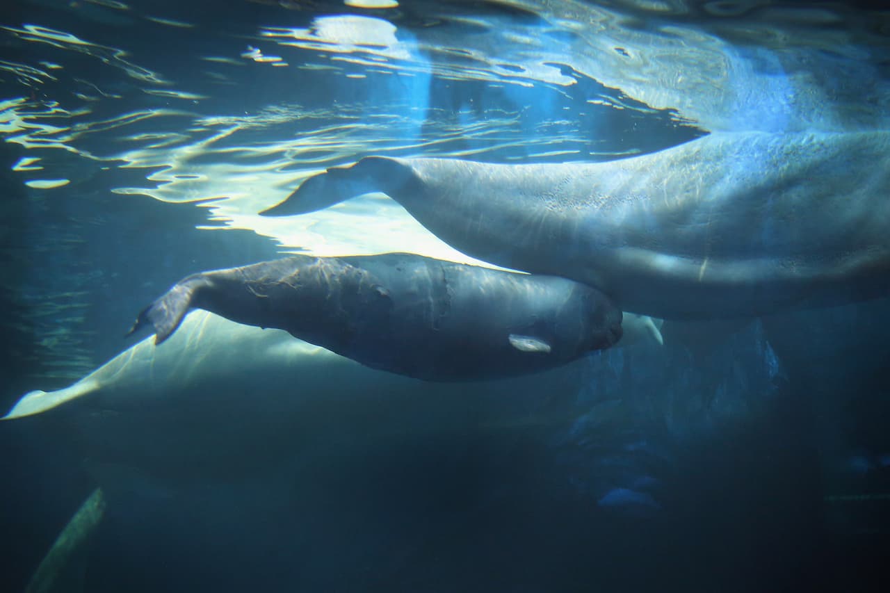 Se requieren mascarillas o tapabocas y el Shedd pide que las personas mantengan el distanciamiento social al mantenerse a 6 pies de distancia.