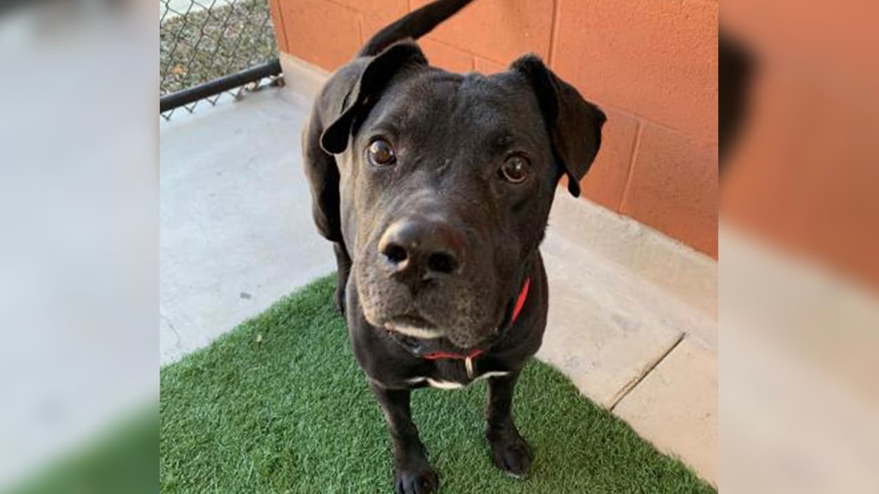 Soy Blake, conocido también como Oso, y soy un perro que busca dormir en tu sofá. Soy inteligente, un poco travieso y lleno de amor.