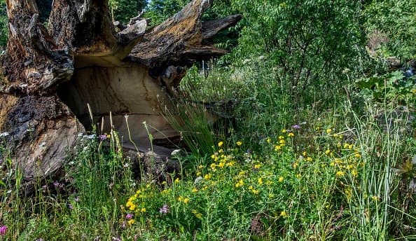 Un 
<b><a href="https://www.harpersbazaar.com/es/famosas/el-estilo-de/a28255404/kate-middleton-vestido-verde-sandro-paris-reina-letizia-look/" target="_blank">artículo de Harper's Bazaar</a></b> señala que la duquesa de Cambridge ha recreado para el Hampton Court Palace Garden Festival el jardín que originalmente diseñó para el 
<b><a href="https://www.univision.com/famosos/en-el-aniversario-de-meghan-y-harry-kate-middleton-presume-su-jardin-y-a-toda-su-familia-fotos">Chelsea Flower Show,</a></b>
<a href="https://www.univision.com/famosos/en-el-aniversario-de-meghan-y-harry-kate-middleton-presume-su-jardin-y-a-toda-su-familia-fotos"> </a>que tuvo lugar el pasado mes de mayo y cuya misión es demostrar los beneficios que tiene para la salud el contacto con la naturaleza.