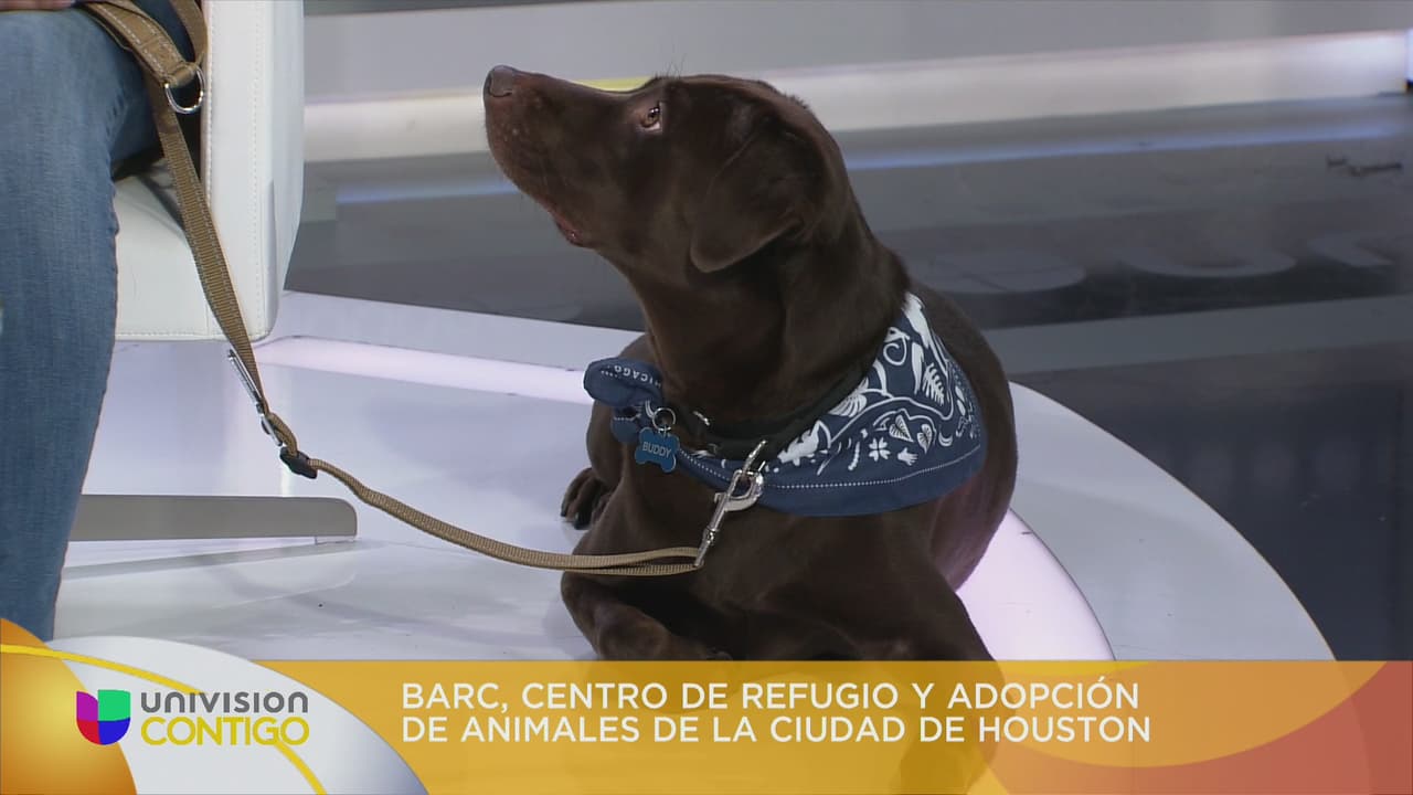 BARC: El centro de refugio y adopciones de animales de Houston