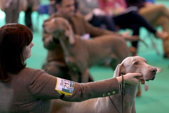 Aunque tienen entre sus rivales más comunes a los Weimaraners.