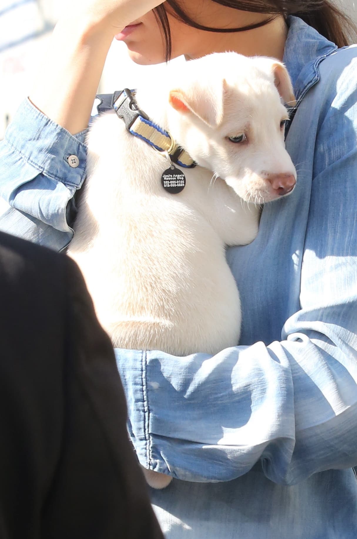 El can, a quien aún no ha dado nombre, parecía contento de tener una nueva familia.