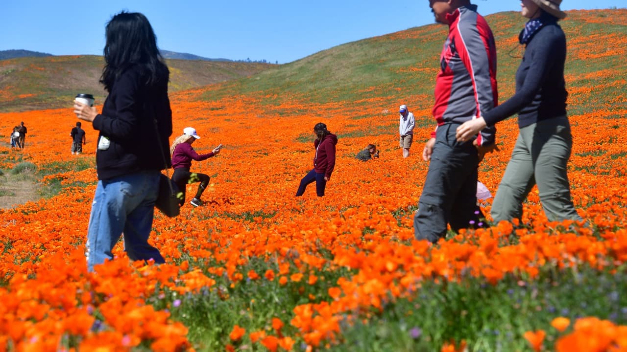 Dónde puedes ver la mejor superfloración que se ha registrado en años en el norte de California