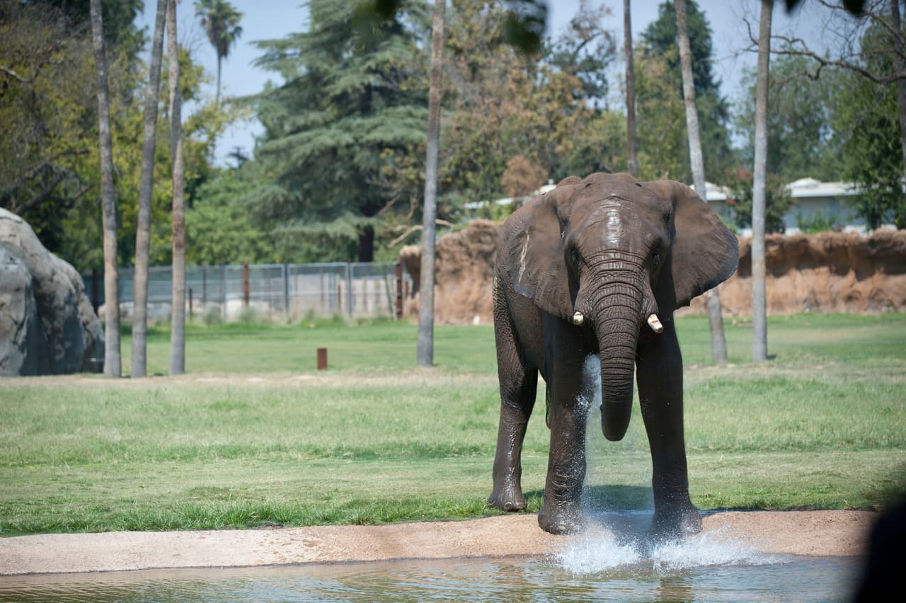 Familias disfrutaron del Día de la Familia en el Zoológico de Fresno