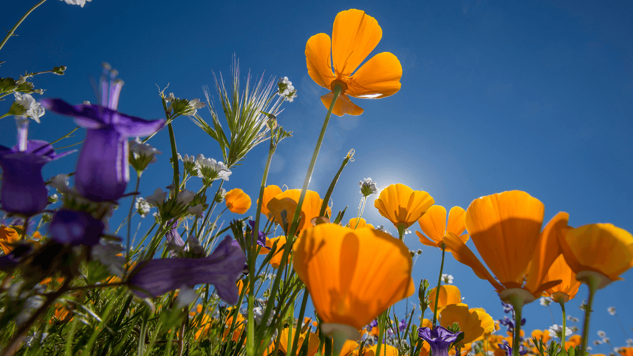 Semana de cambios en Dallas - Fort Worth: Días cálidos y frescos.