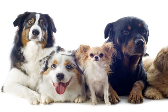 Medición. Los perros no pueden simplemente responder a las preguntas de un ‘test’, así que determinar su IQ no es tarea fácil.