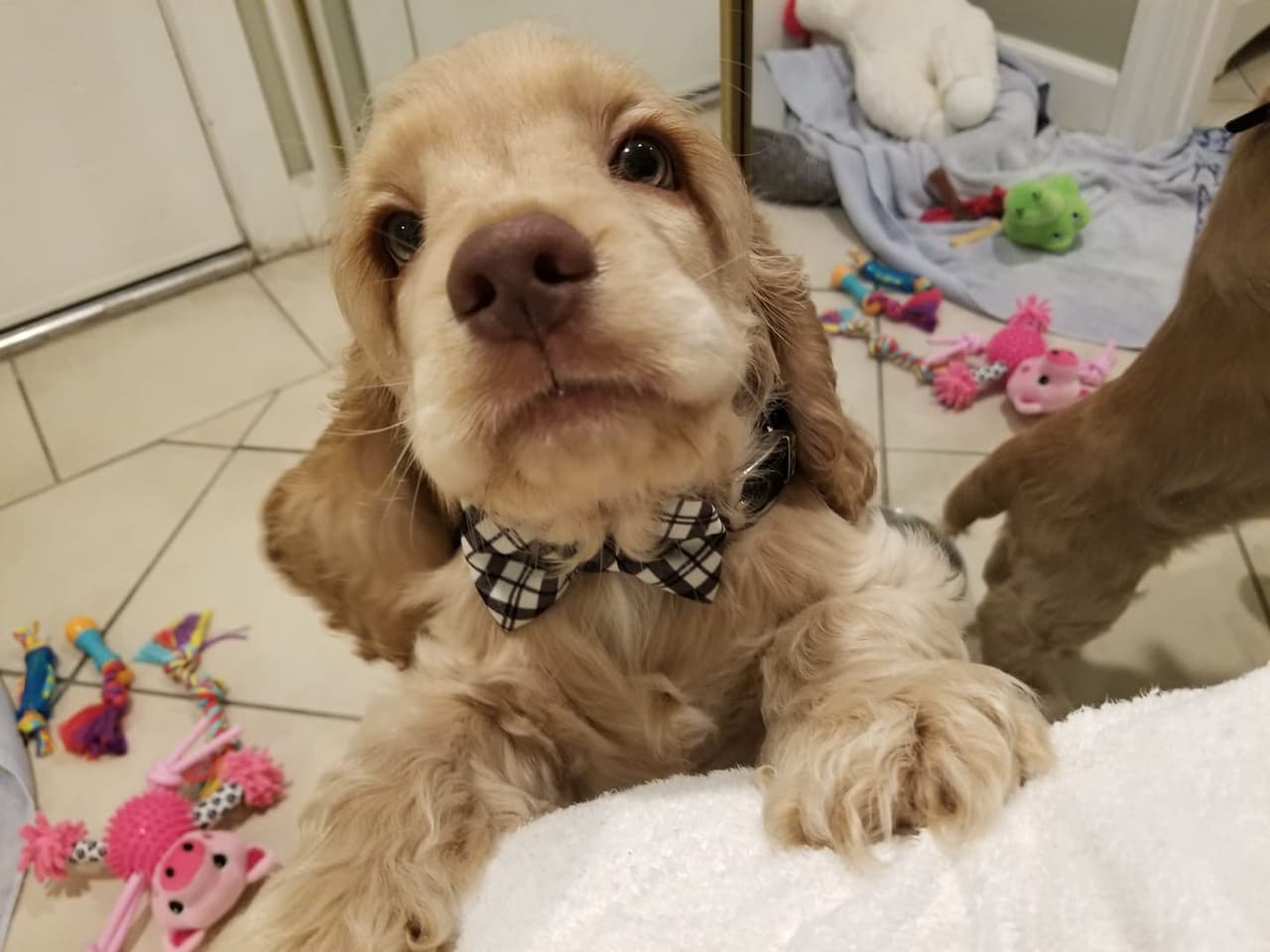 "Dexter nuestro pequeño perrito es la alegría del hogar y la sensación del barrio fino" - Karimme D Calde