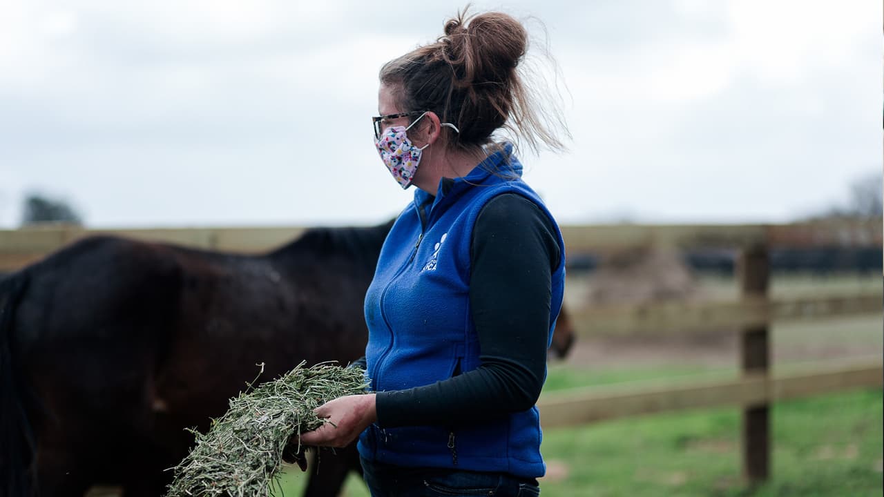 La familia del dueño de los caballos contactó a las autoridades para reportar las condiciones de los equinos.