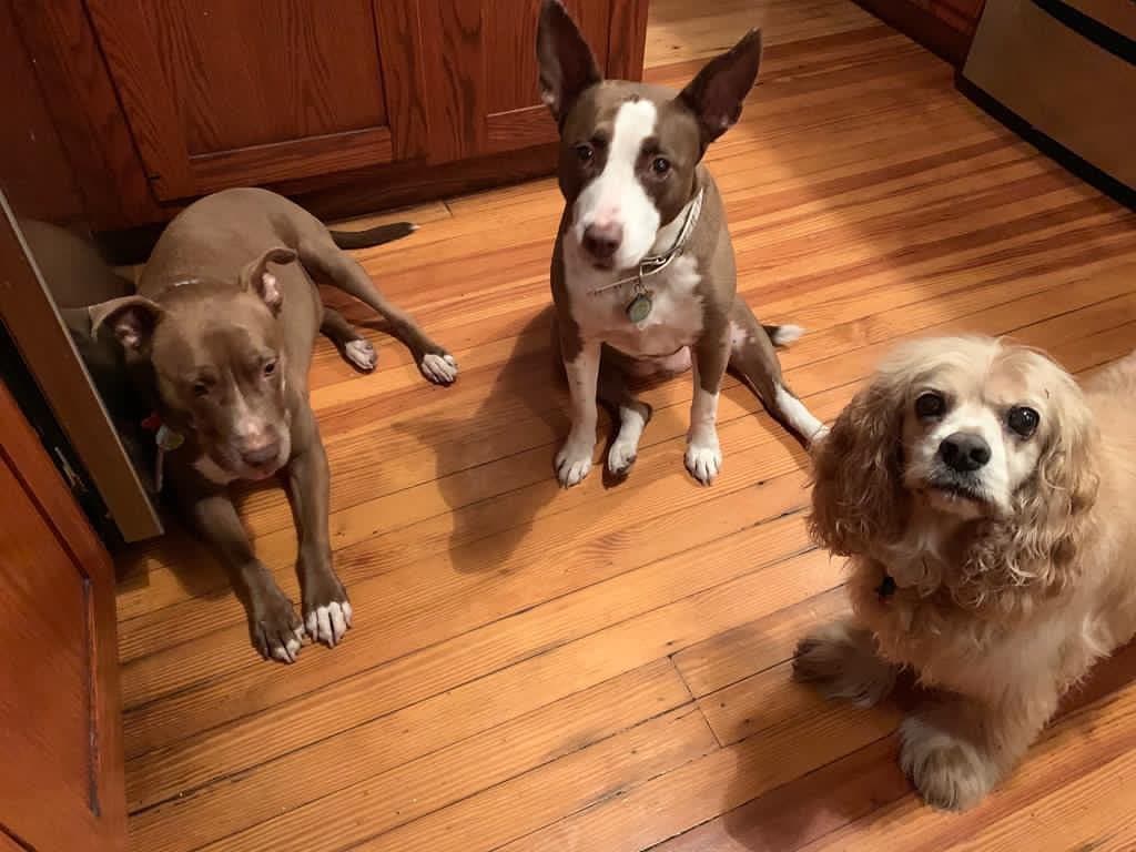 Carolina Sarassa nos mostró en redes sociales a sus hermosos perritos, quienes miran muy atentos a la cámara para la foto.