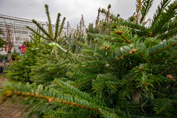 Aquí hay algunas granjas de árboles de Navidad en las áreas de San Antonio y el centro de Texas si está buscando emprender una pequeña aventura navideña.
