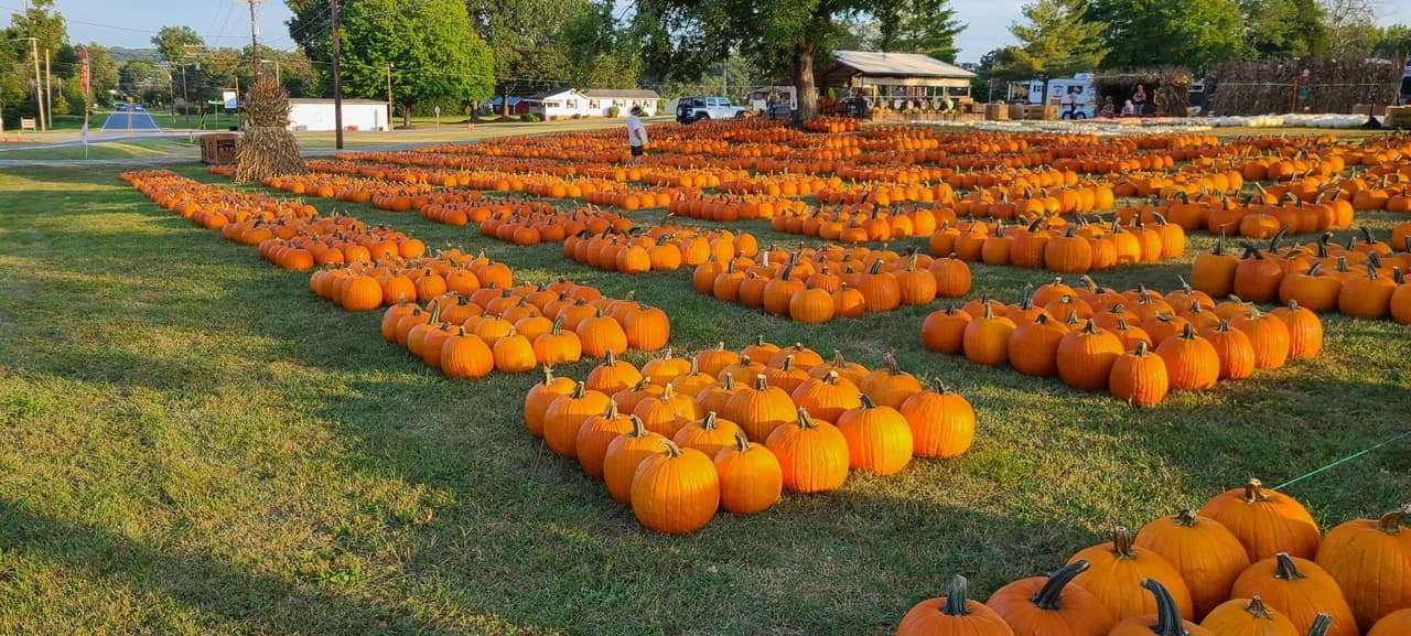 <b>Hawks Pumpkin Patch (Winston-Salem)</b>
<br>
<b>Sitio web</b>: 
<a href="https://www.facebook.com/Hawkspumpkinpatch/">https://www.facebook.com/Hawkspumpkinpatch/</a> 
<br>
<b><a href="https://maps.app.goo.gl/QPPANRE9wLpUYf3U7">Cómo llegar</a> </b>
<br>
<br>Los visitantes disfrutan de una variedad de actividades de otoño, incluidos camiones de comida y hasta se puede llevar a casa una calabaza y otras delicias.