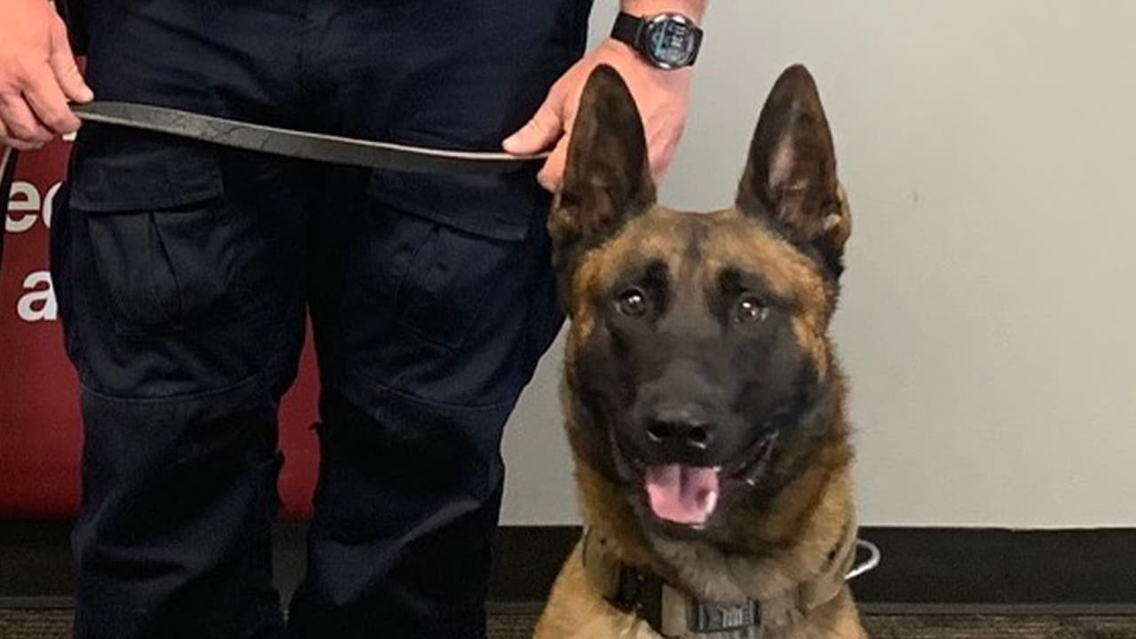 Su compañero más reciente, Max, es un pastor belga Malinois de dos años y medio, entrenado en detención criminal, rastreo y para detectar explosivos.