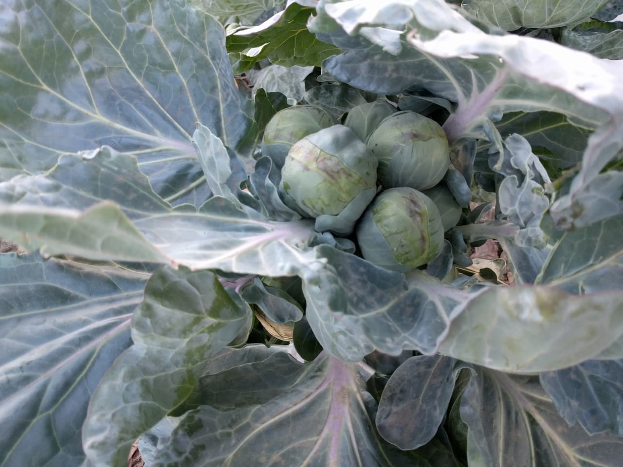 Muchos de los vegetales que comen los estadounidenses se cultivan en este desierto irrigado.