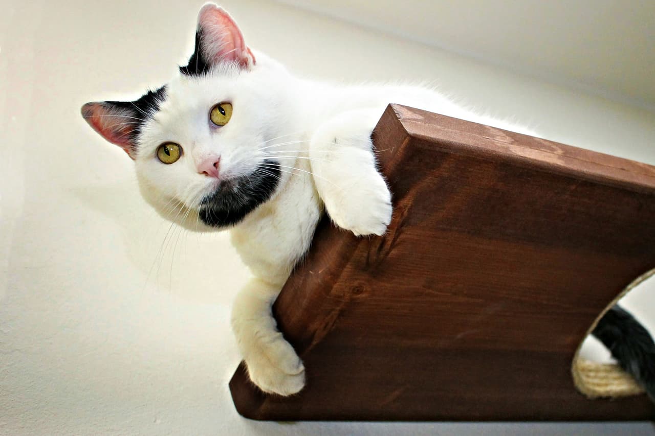 El llamado ‘gato hipster’ es una sensación.