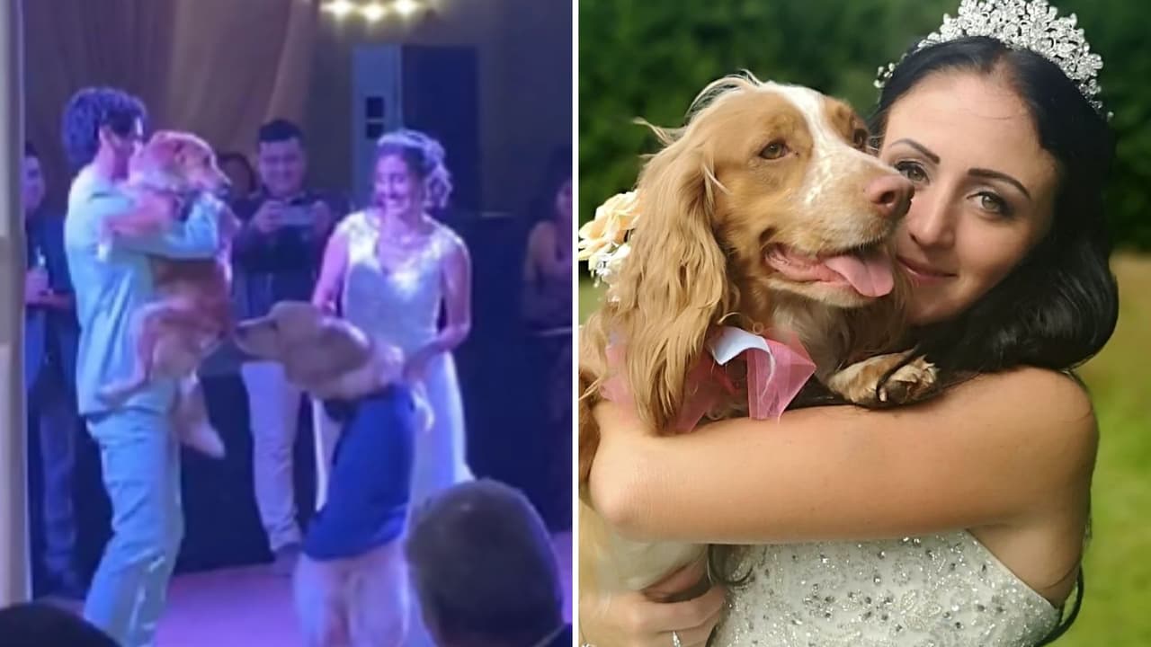 Perritos bailan el vals junto a sus dueños el día de su boda y el video conquista Internet